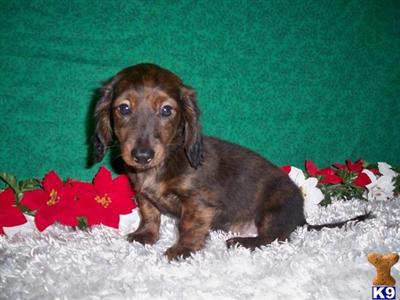 Beautiful longcoat  Brindle mini male